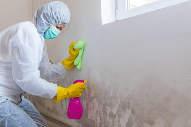 Reliable Salineville, OH Mold Inspection Solutions